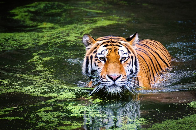 tyger.jpg